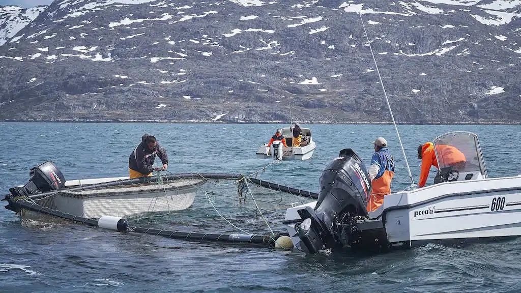 Read more about the article Royal Greenland gears up for cod season