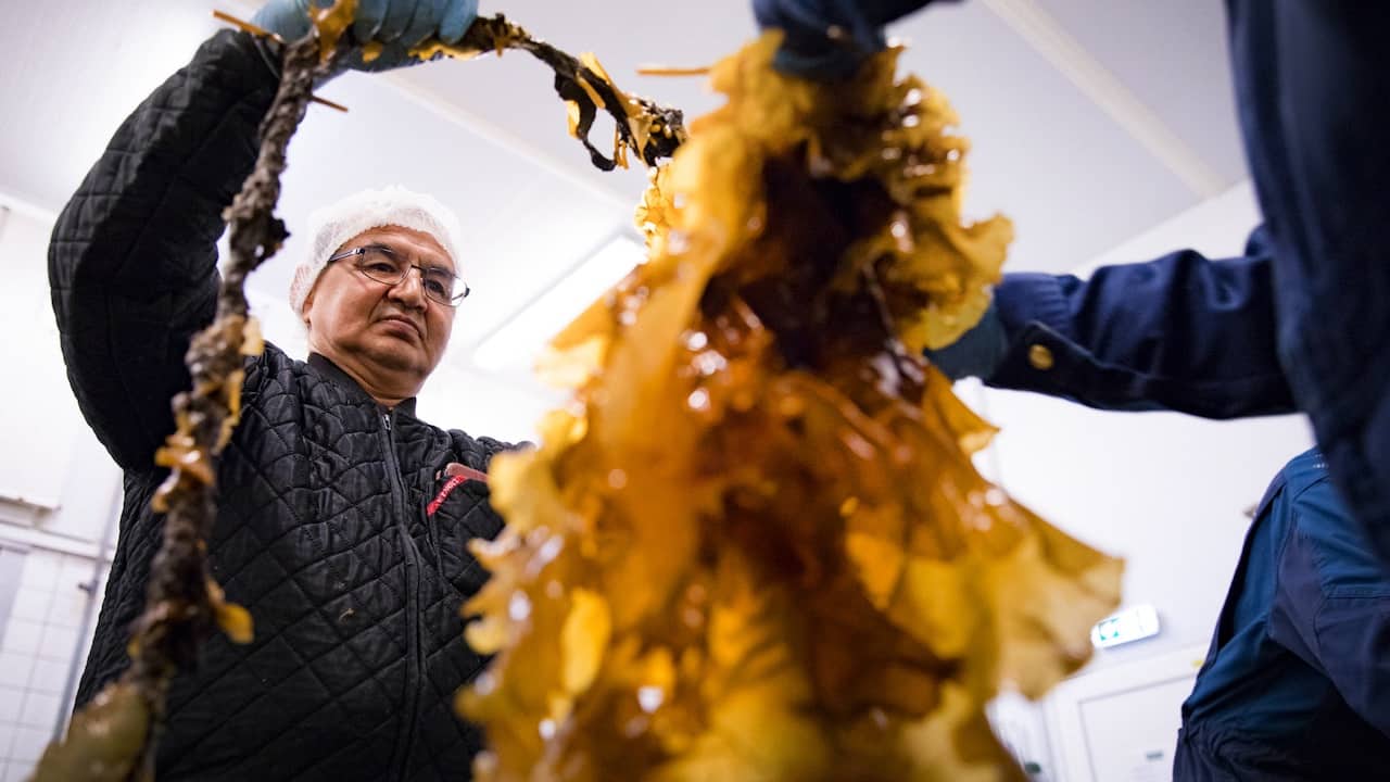 Read more about the article Royal Greenland acquires seaweed specialist Nordic Marine Nutrition