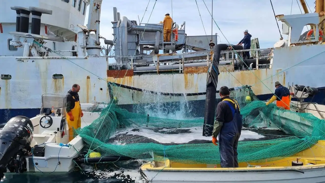 Read more about the article Royal Greenland’s successful Nutaaq cod