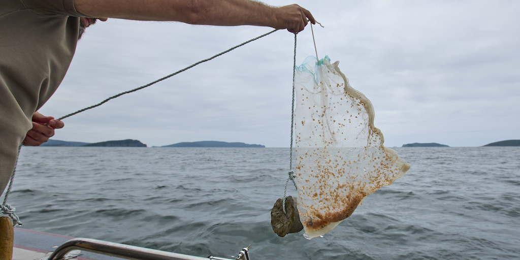 Read more about the article Replenishing Far East crab stock