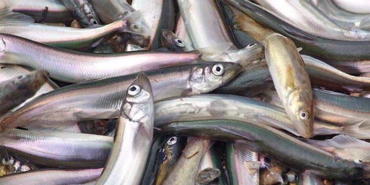 The current Barents Sea capelin fishery is so far as good as the last season in 2015 - @ Fiskerforum
