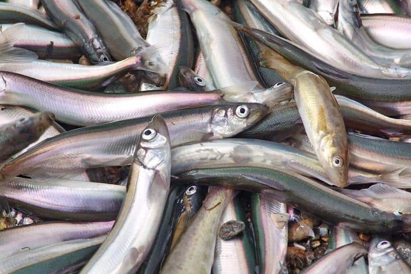 Read more about the article Russian capelin fishery hits 30,000 tonnes