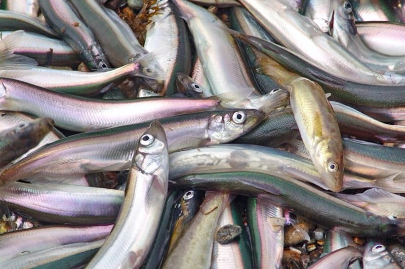 Read more about the article Barents Sea capelin catch hits 6000 tonnes