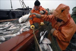 Russia’s Far East salmon fishery is predicted to be around 490