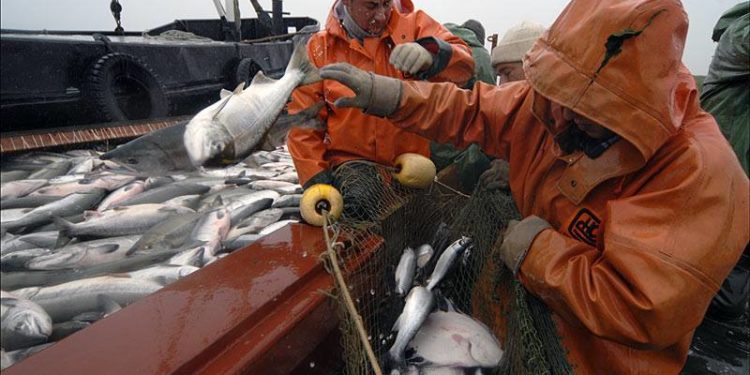 Russia’s Far East salmon fishery is predicted to be around 490
