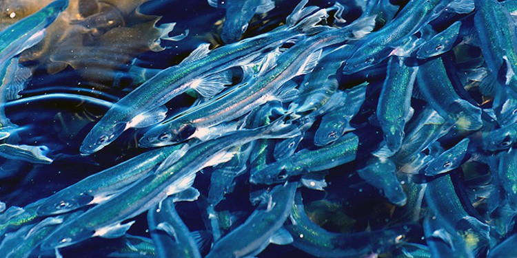 Read more about the article Russian fleet fishes Barents Sea capelin