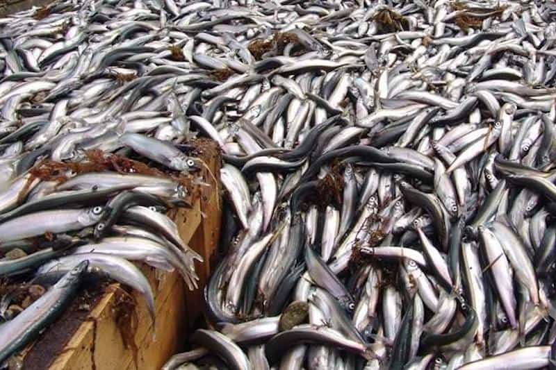 Read more about the article Russian capelin season reaches 66,000 tonnes