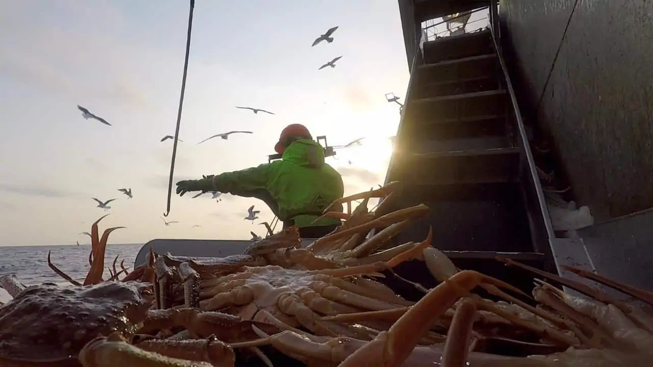 Read more about the article Five-fold increase in Russian Crab Company’s catches