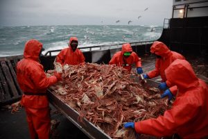 The Russian red king crab fishery has been awarded MSC certification - @ Fiskerforum