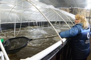 The Russian Shrimp farm at Kollontai is breeding Royal shrimp for the Russian domestic market - @ Fiskerforum