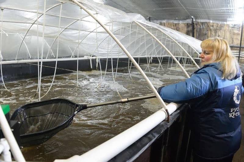 Read more about the article Russia’s largest farm for Royal shrimp