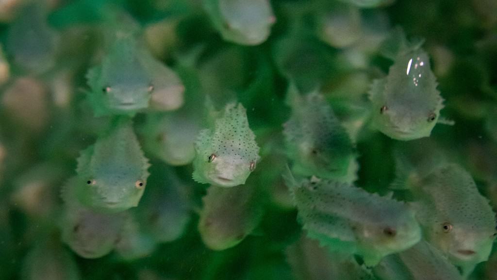 Read more about the article AI and imaging technology to pick boldest delousers