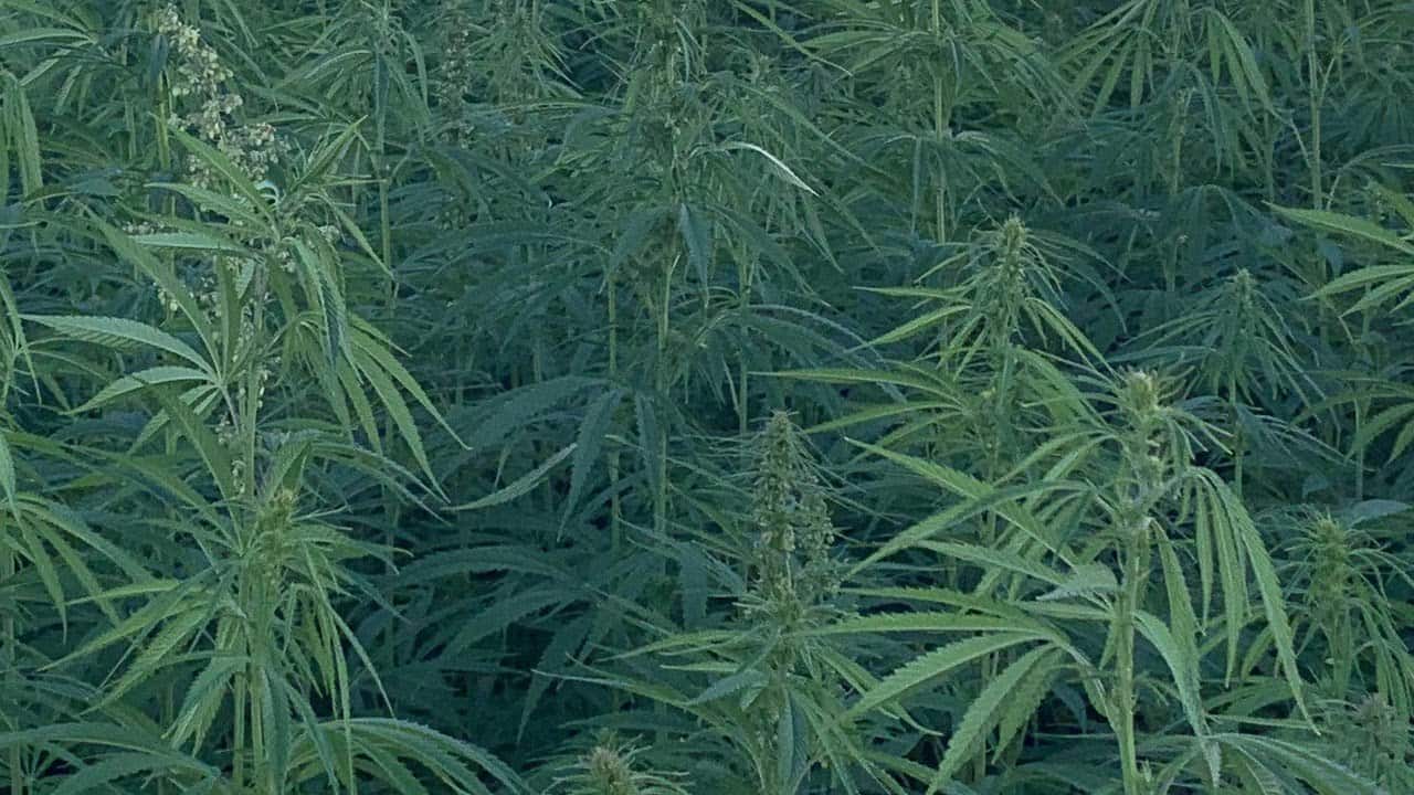 Read more about the article Successful first trial for hemp-based salmon feed