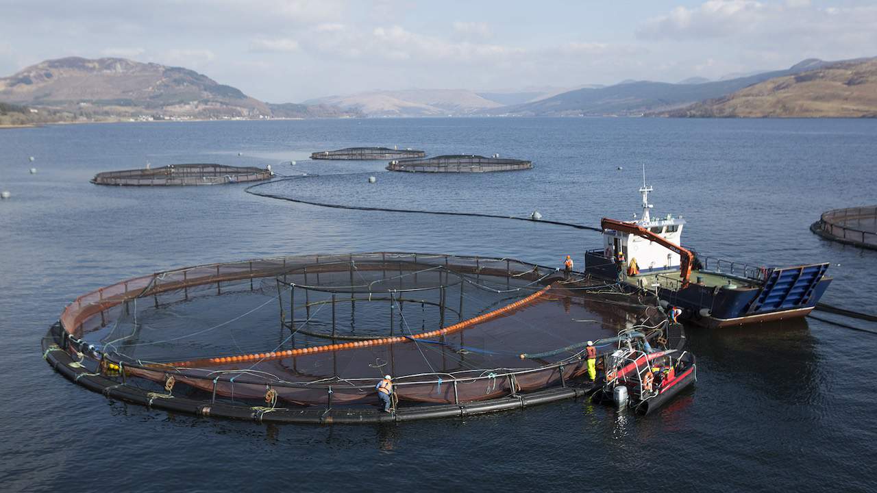 Read more about the article Turning back the clock on salmon health risks