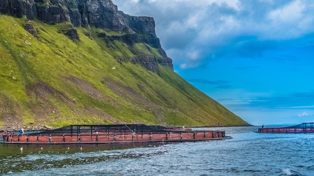 Read more about the article Aquaculture researchers secure funding to explore next-generation tech