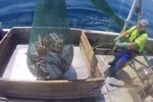Flathead fishermen in SE Australia have asked for the minimum mesh size n their fishery to be increased - @ Fiskerforum
