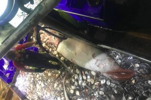 The squid caught by Empress Pearl was estimated to be close to 3 metres long and 100kg in weight - @ Fiskerforum