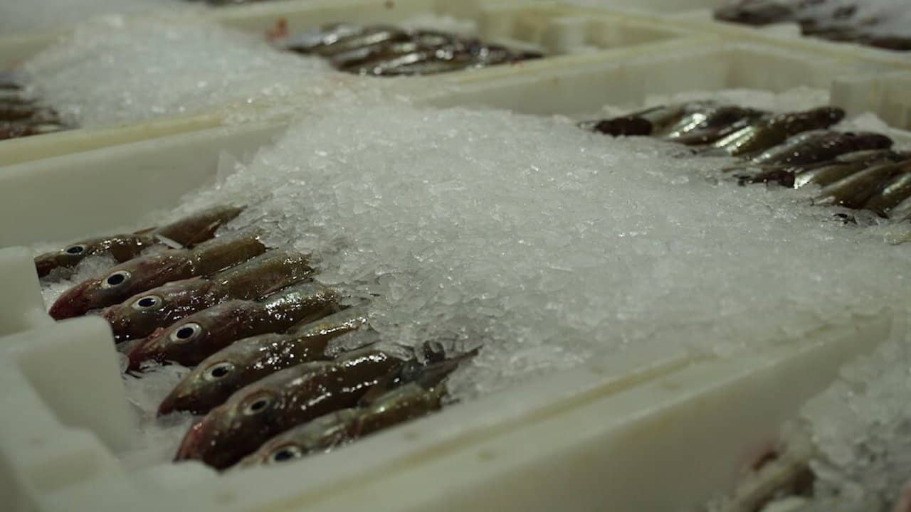 Read more about the article Scottish fishermen want panel review of scientific catch advice