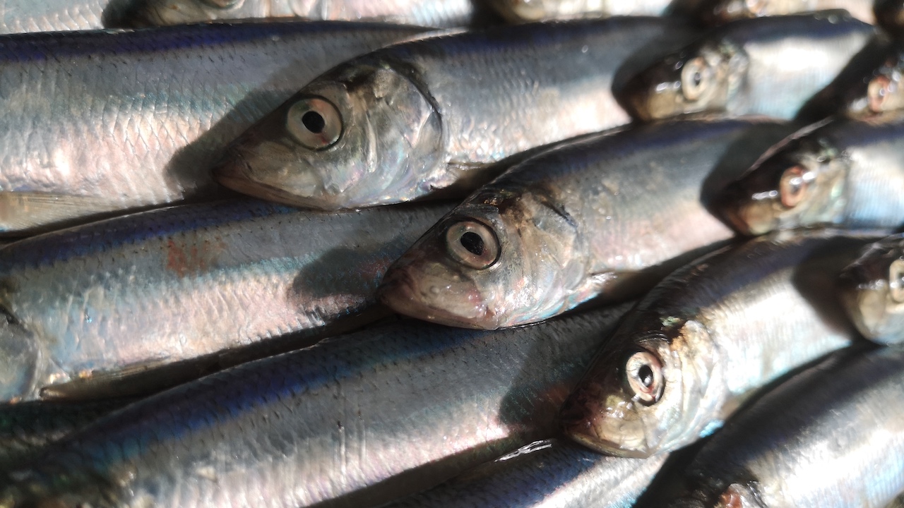 Read more about the article Scottish North Sea herring fishery gathers pace