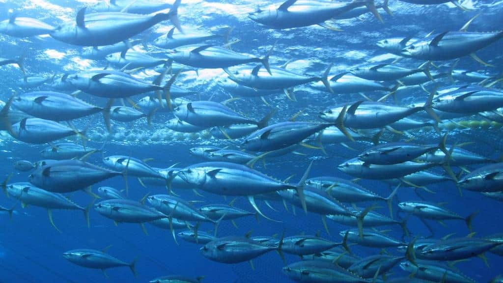 Read more about the article Questioning the effectiveness of MPAs in conserving tuna stocks