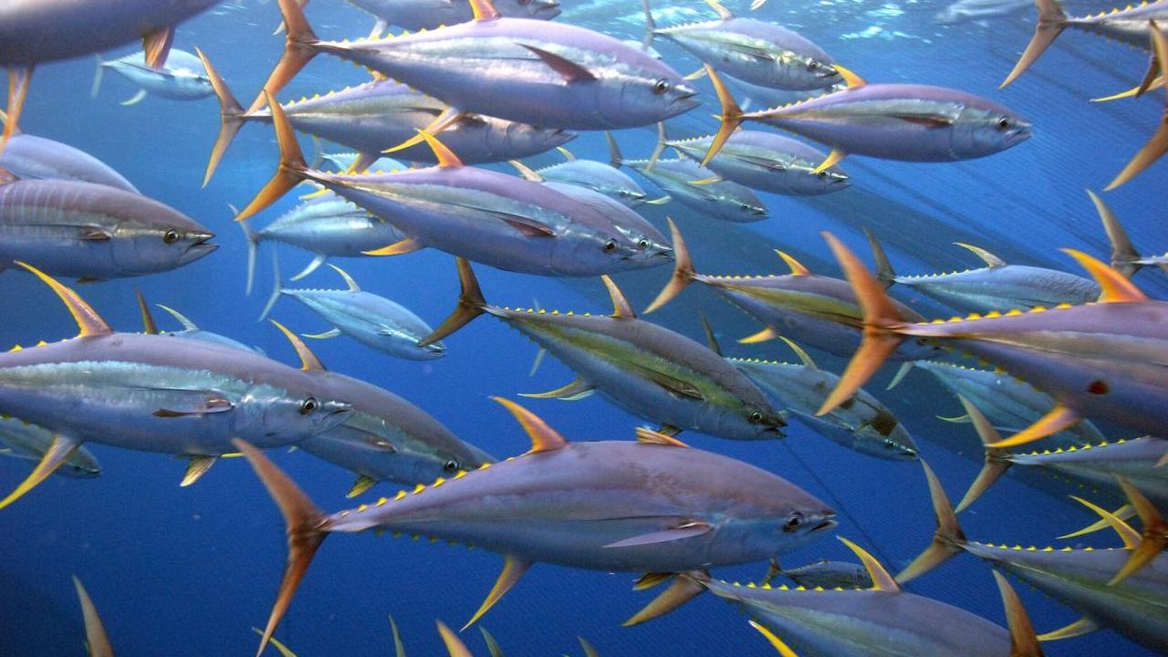 Read more about the article Pacific Island nations to develop advanced warning system for tuna migration