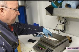 Sampling herring during the survey west of Scotland - @ Fiskerforum