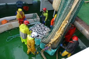 A pioneering self-sampling scheme involving Scottish fishermen is gathering pace - @ Fiskerforum