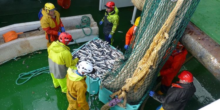 A pioneering self-sampling scheme involving Scottish fishermen is gathering pace - @ Fiskerforum
