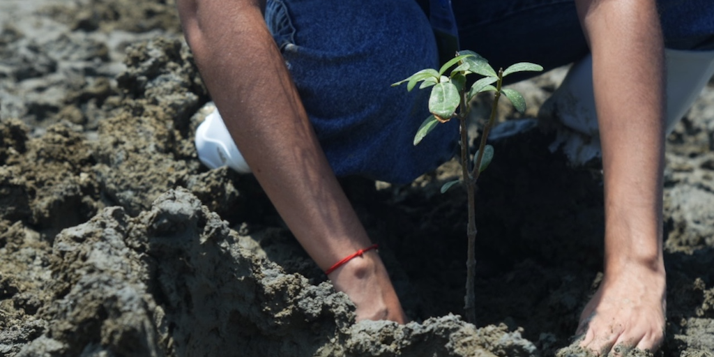 Read more about the article Industry and communities advance mangrove restoration