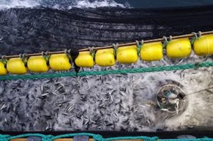 Mackerel in Börkur’s purse seine. Photo: SVN/Ísak Fannar Sigurðsson - @ Fiskerforum