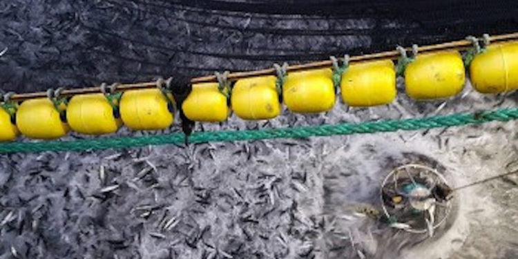 Mackerel in Börkur’s purse seine. Photo: SVN/Ísak Fannar Sigurðsson - @ Fiskerforum