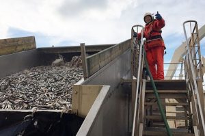 Pumping capelin on board Beitir - @ Fiskerforum