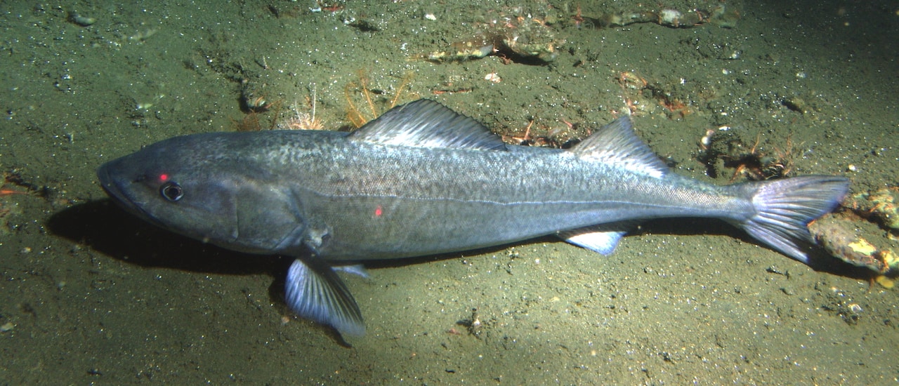 Read more about the article By-catch threatens Bering Sea sablefish