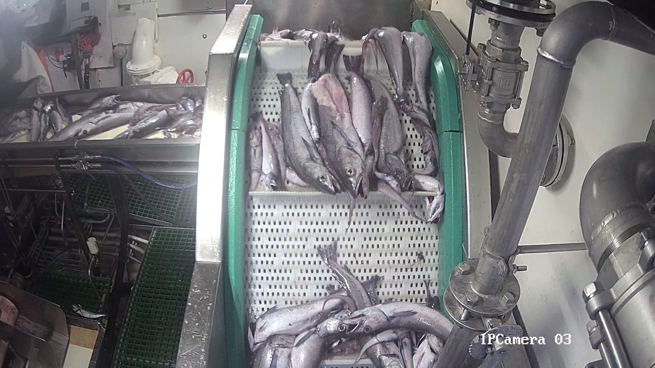 Read more about the article AI-driven monitoring to transform fisheries data collection