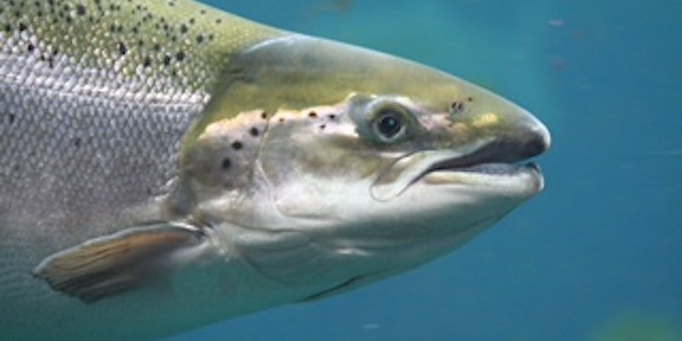Read more about the article Study aims for lice-resistant salmon