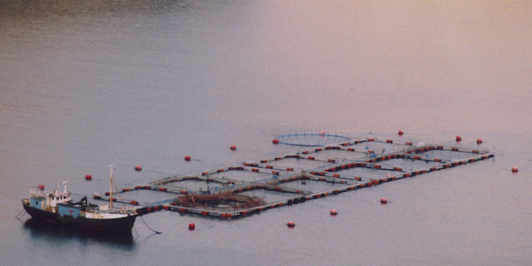 Aquaculture cages - @ Fiskerforum