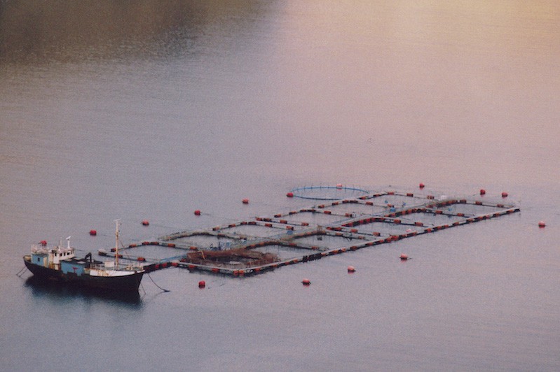 Read more about the article Iceland looks to the future of aquaculture