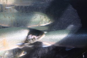 Farmed Arctic charr - @ Fiskerforum
