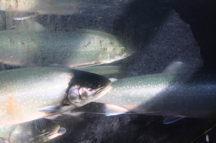 Read more about the article Samherji boosts Arctic charr production