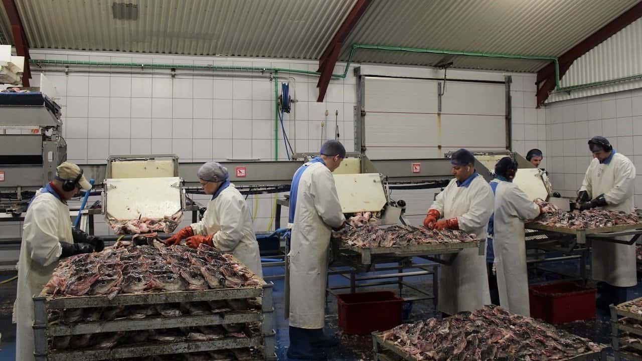 Read more about the article Optimising dried fish production