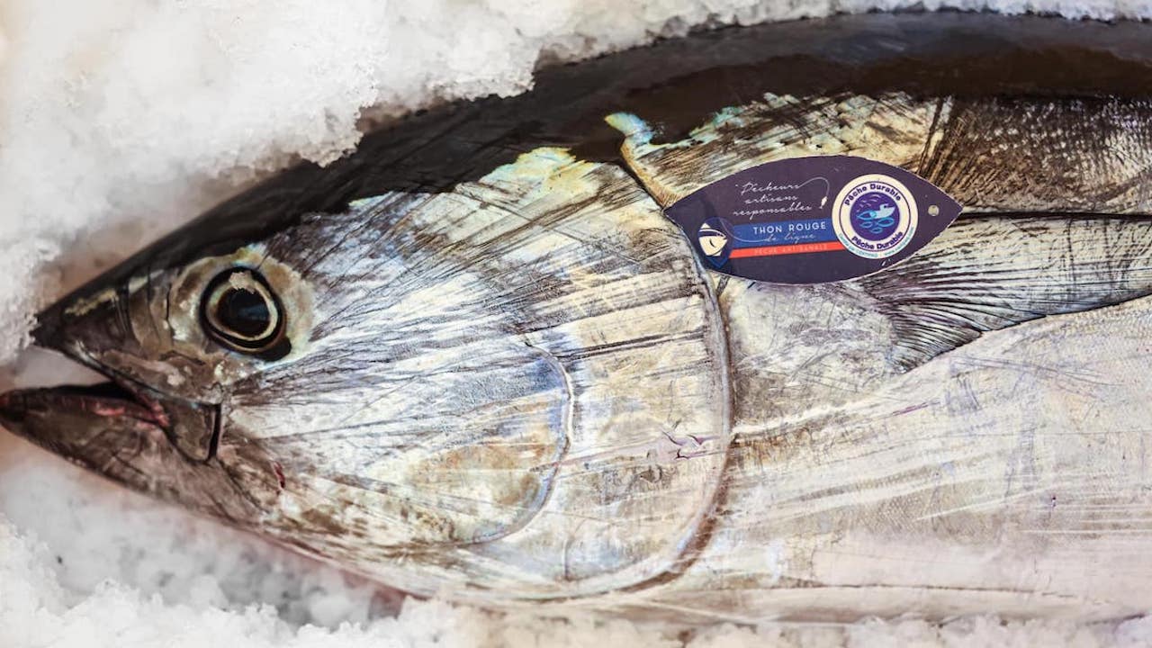 Read more about the article French court upholds ruling on bluefin quota allocation