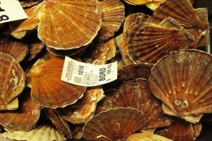 French fishermen’s representatives have withdrawn from negotiations over this year’s scallop fisheries in the English Channel - @ Fiskerforum