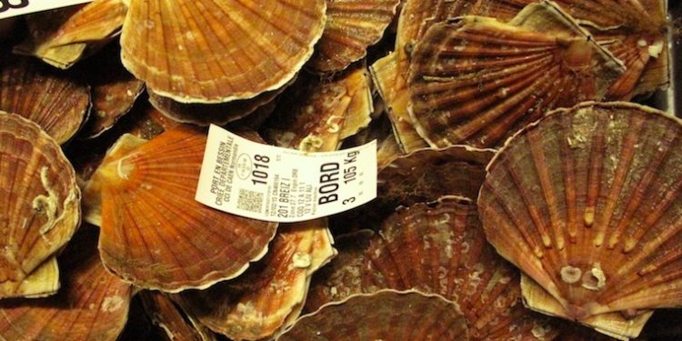 French fishermen’s representatives have withdrawn from negotiations over this year’s scallop fisheries in the English Channel - @ Fiskerforum