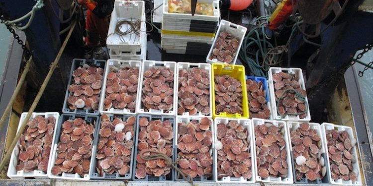 Tensions boil over on scallop grounds - @ Fiskerforum