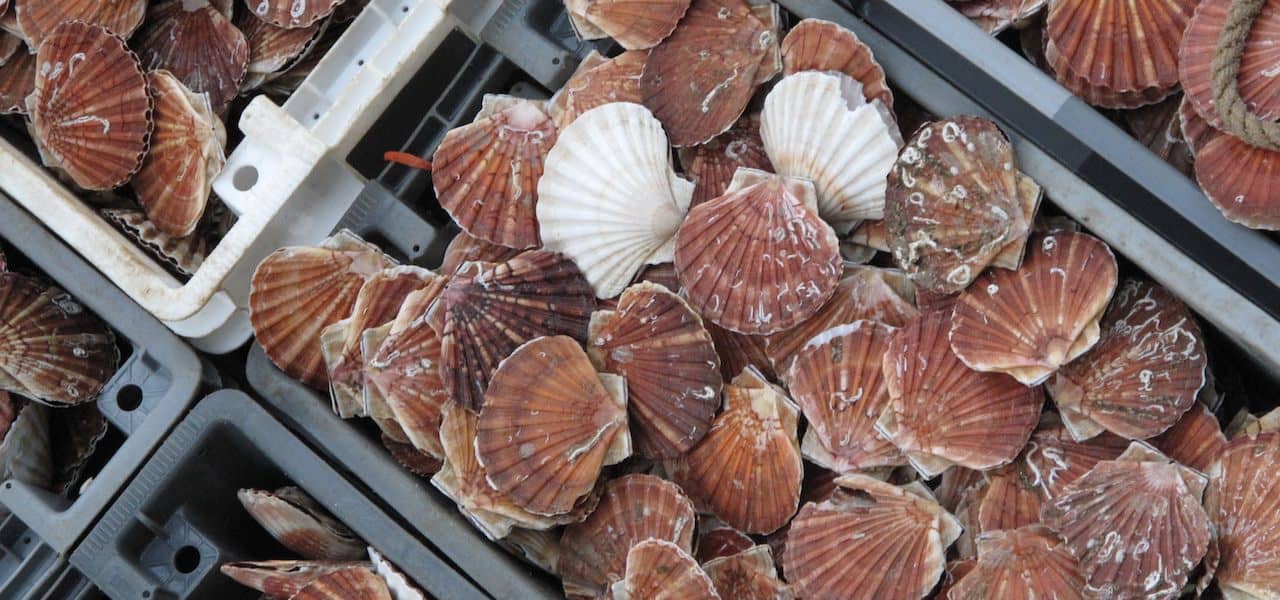 Read more about the article Channel scallop brinkmanship