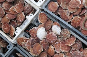 Scallops are England's most valuable wild capture fishery - @ Fiskerforum