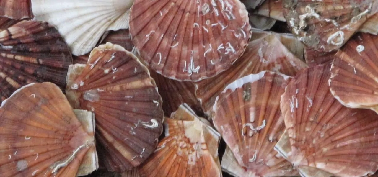 Read more about the article Dogger Bank scallop fishery stays closed