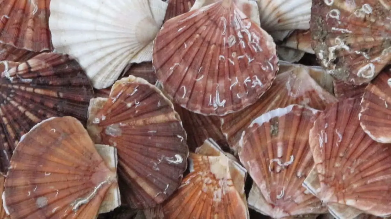 Read more about the article Mandatory monitoring for Scottish scallop fleet