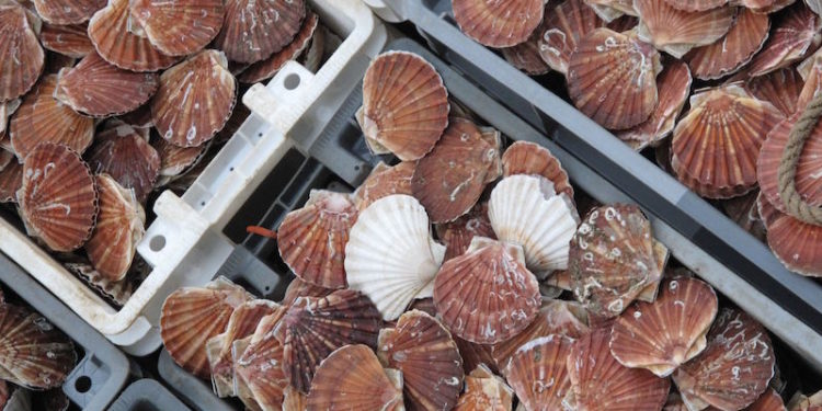 Scallops are England's most valuable wild capture fishery - @ Fiskerforum