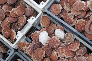 Channel scallops are among the six UK fisheries selected to be part of Project UK Fisheries Improvements - @ Fiskerforum